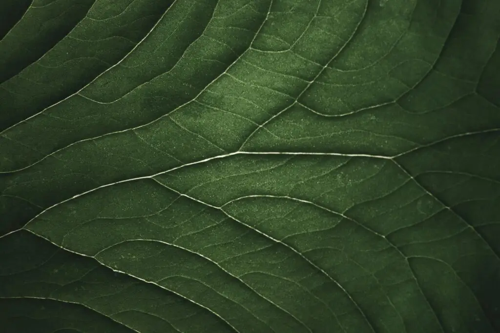 leaf